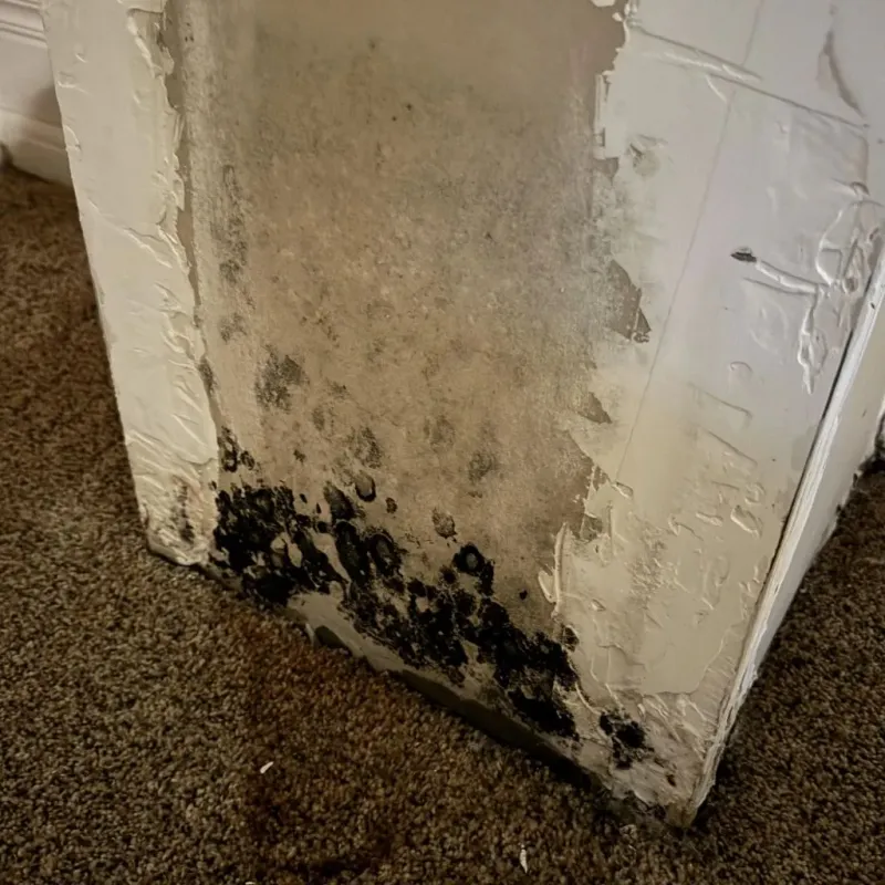 Professional Mold Removal in Hanover, PA